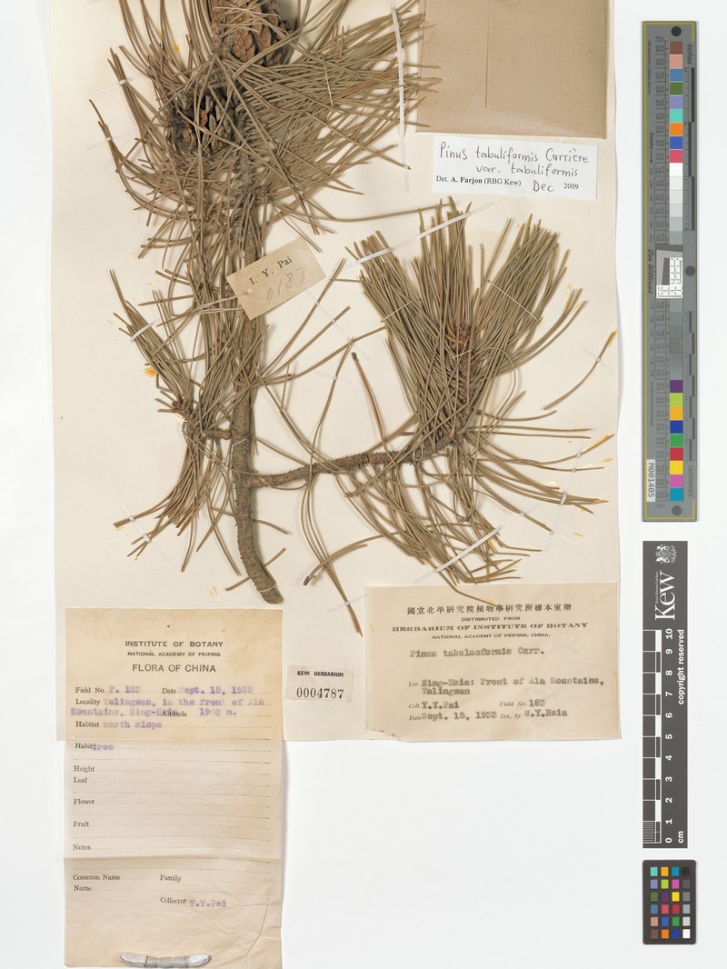 Pinus tabuliformis var. tabuliformis photo 4