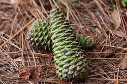 Loblolly Pine