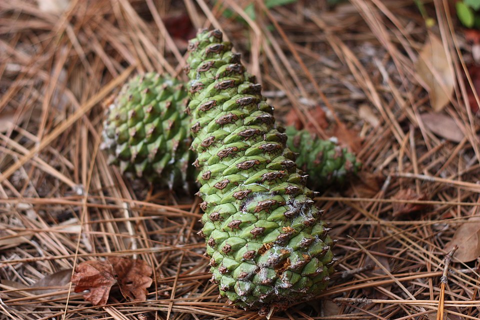 Loblolly Pine photo 5