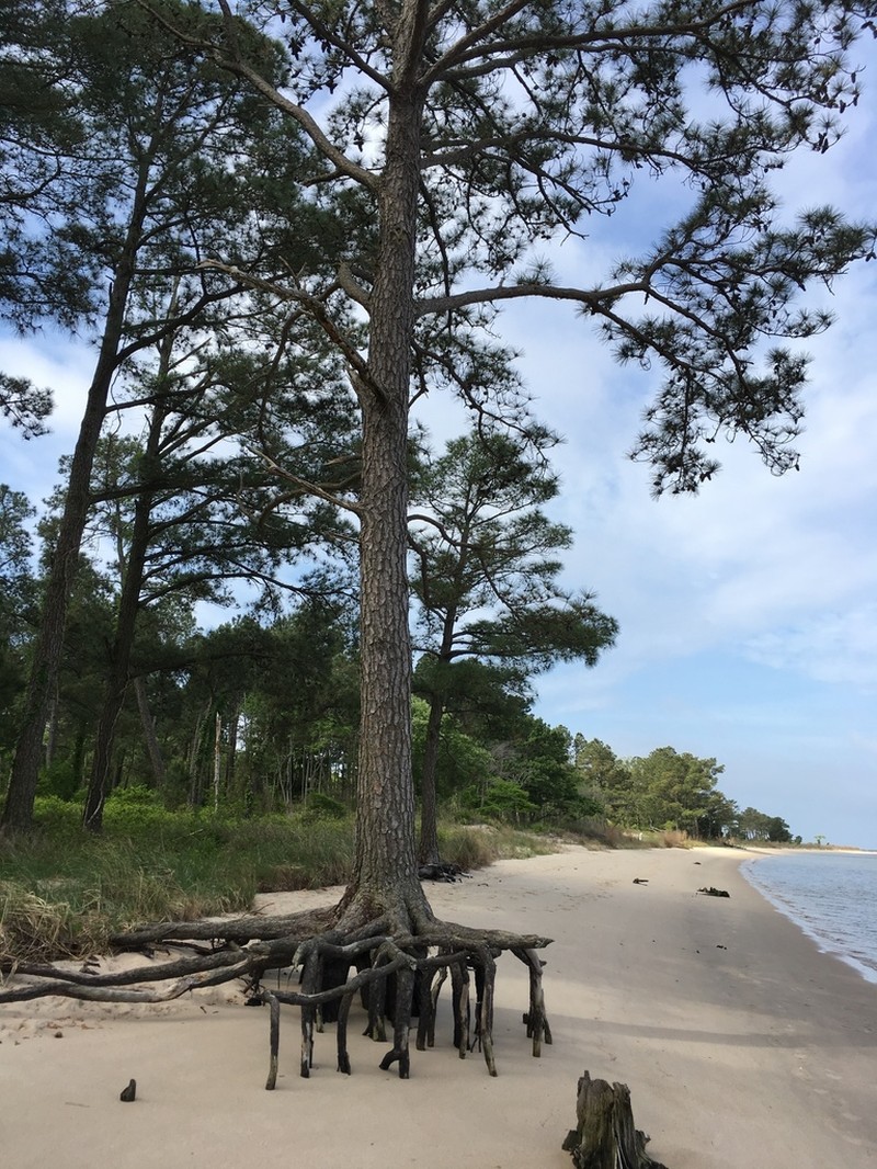 Loblolly Pine photo 2