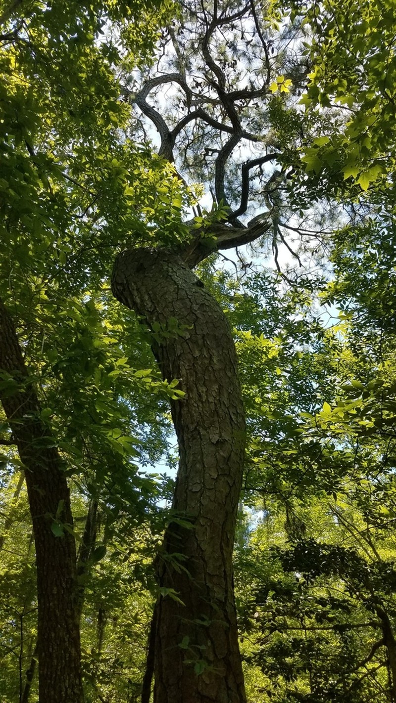 Loblolly Pine photo 3