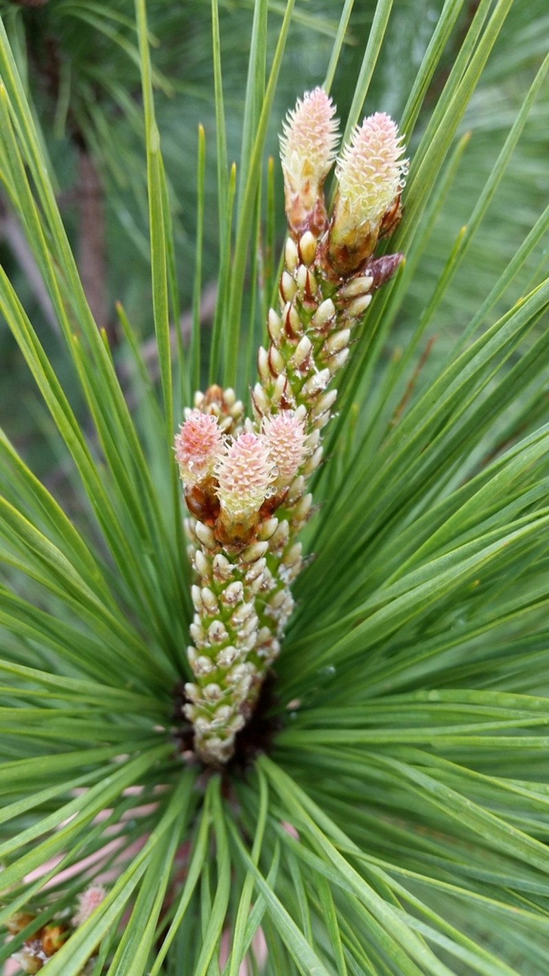 Loblolly Pine photo 4