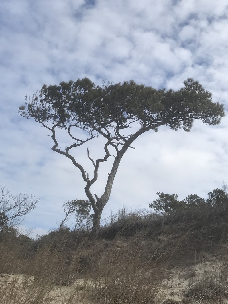 Loblolly Pine photo 5