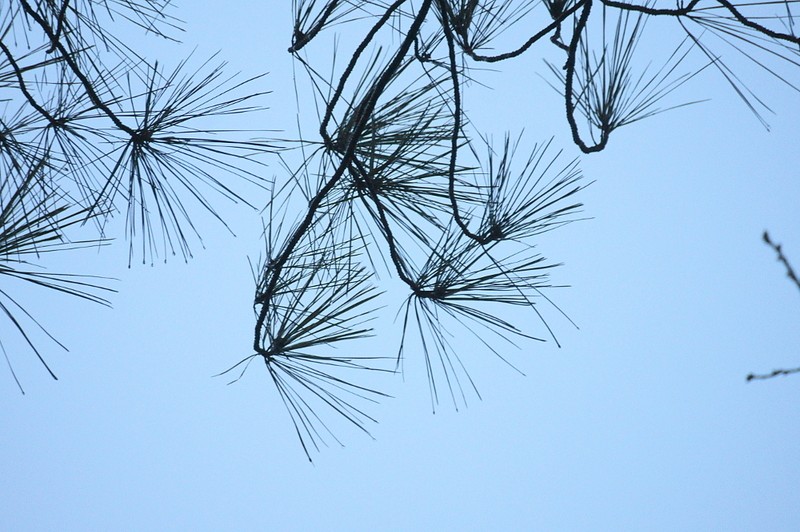 Loblolly Pine photo 6