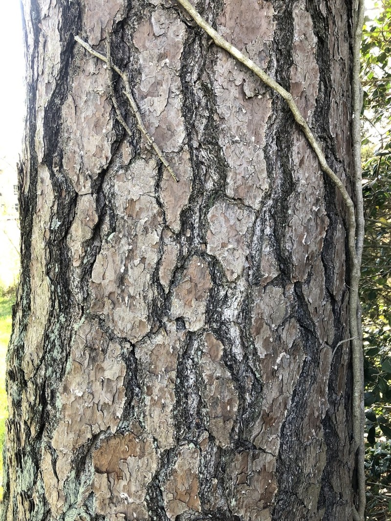 Loblolly Pine photo 7