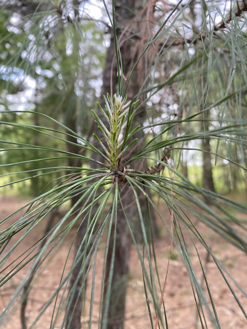 Loblolly Pine photo 8