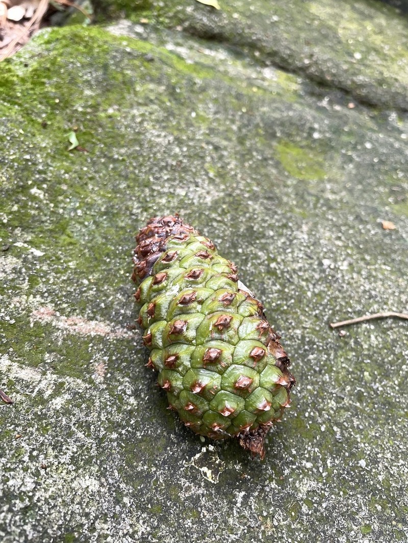 Pinus taiwanensis photo 2