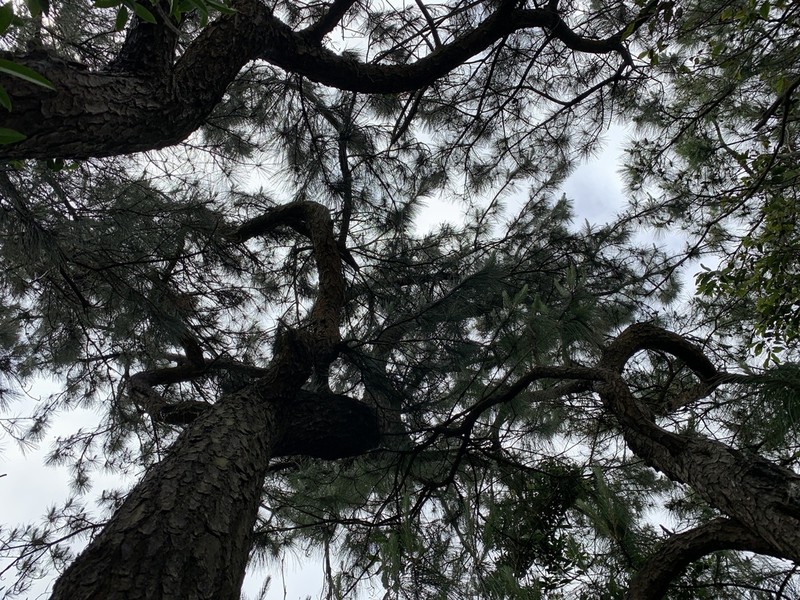 Pinus taiwanensis photo 3