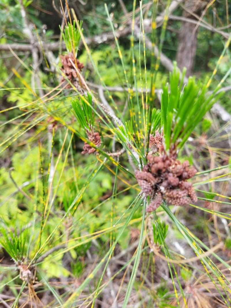 Pinus taiwanensis photo 4