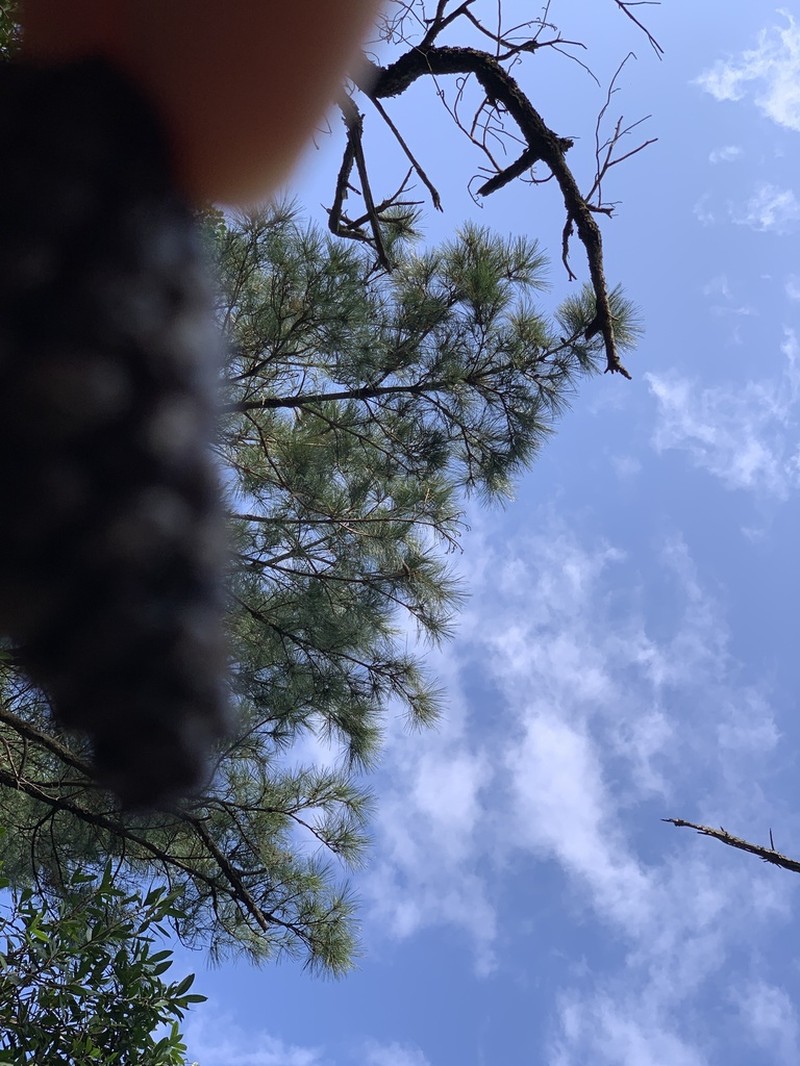 Pinus taiwanensis photo 5