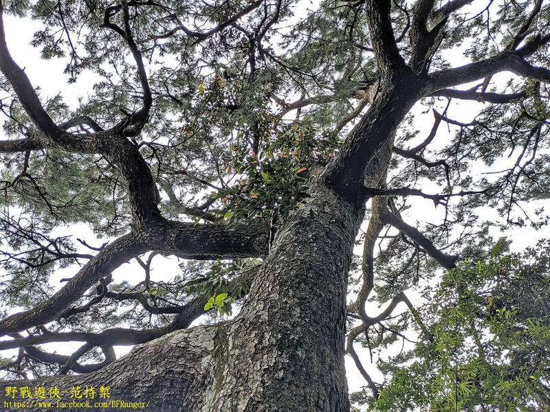 Pinus taiwanensis photo 6