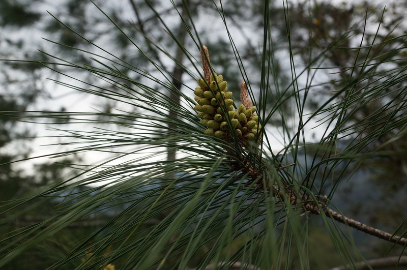 Pinus taiwanensis var. fragilissima
