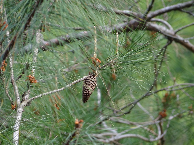 Pinus taiwanensis var. fragilissima photo 2