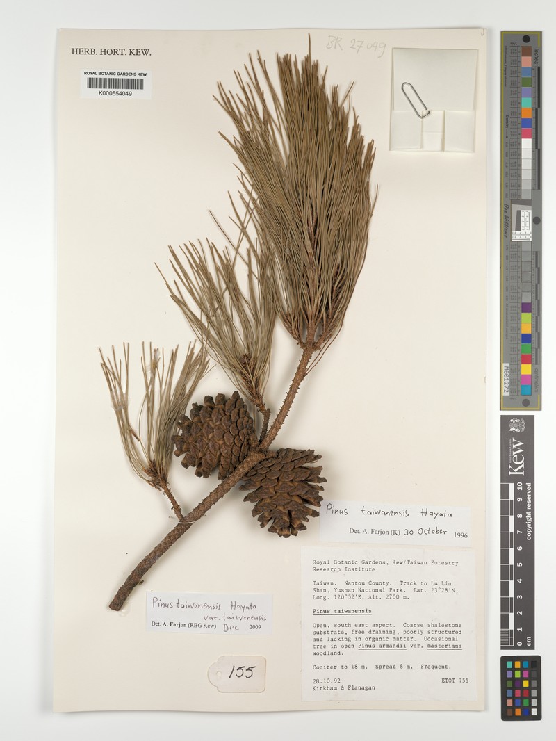Pinus taiwanensis var. taiwanensis