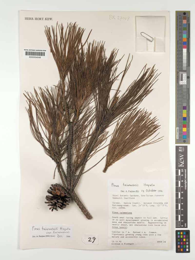 Pinus taiwanensis var. taiwanensis photo 2