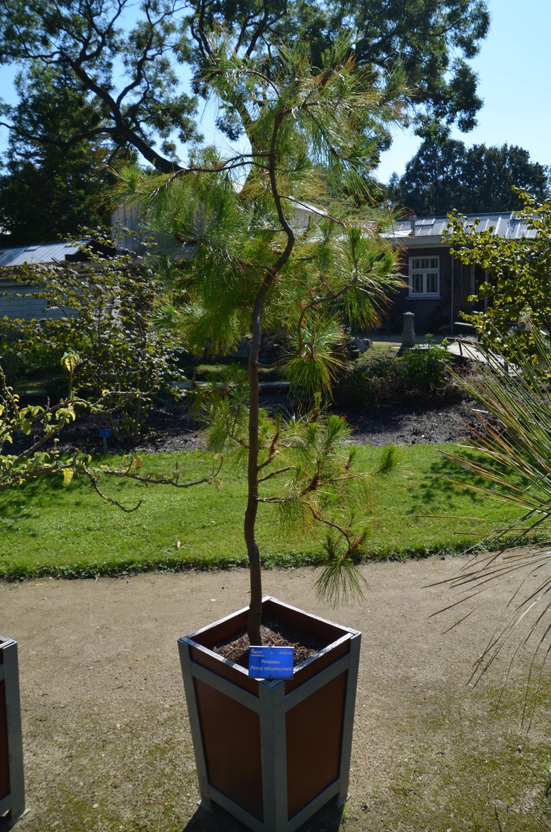 Pinus tecunumanii