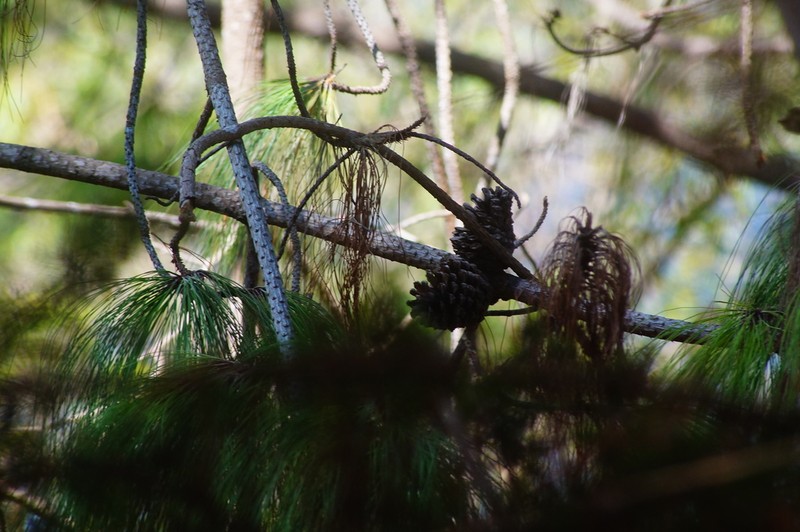 Pinus tecunumanii photo 2
