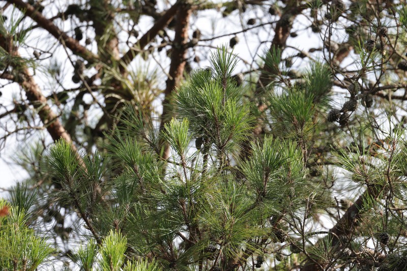 Pinus tecunumanii photo 3