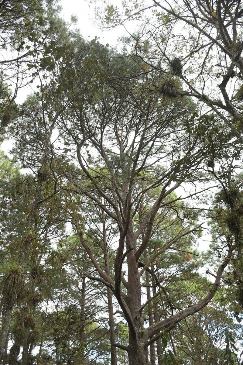 Pinus tecunumanii photo 4