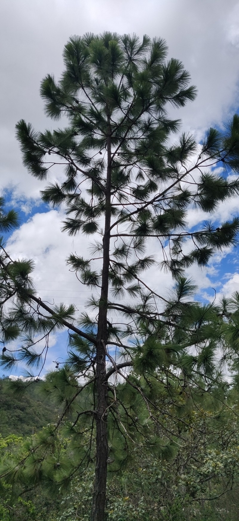 Pinus tecunumanii photo 5