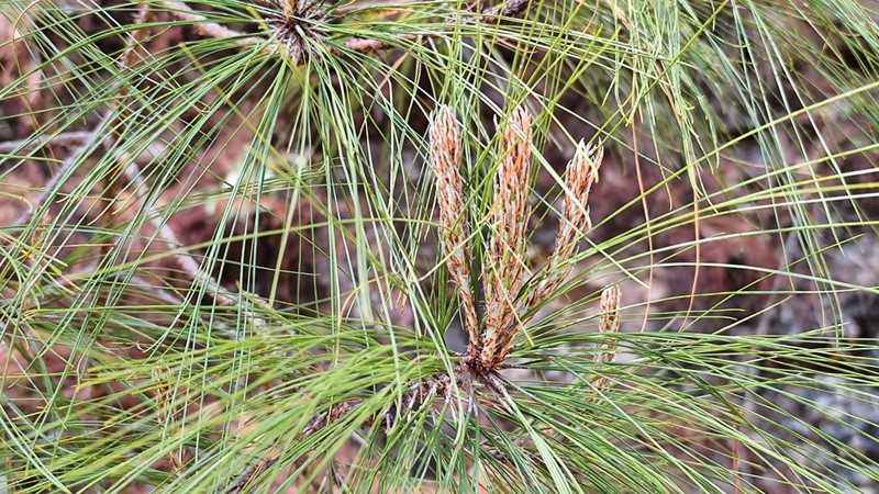 Pinus tecunumanii photo 6