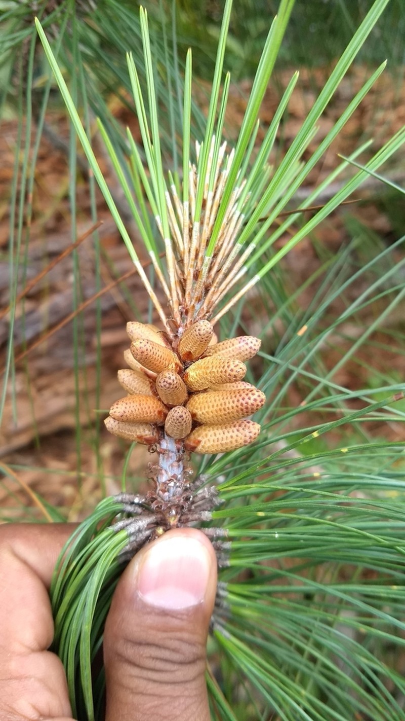 Pinus tecunumanii photo 7