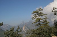 Pinus teocote