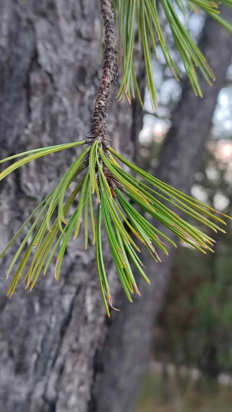 Pinus teocote photo 2