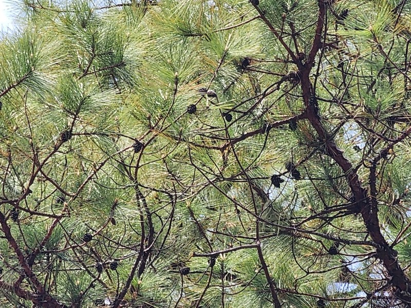 Pinus teocote photo 3