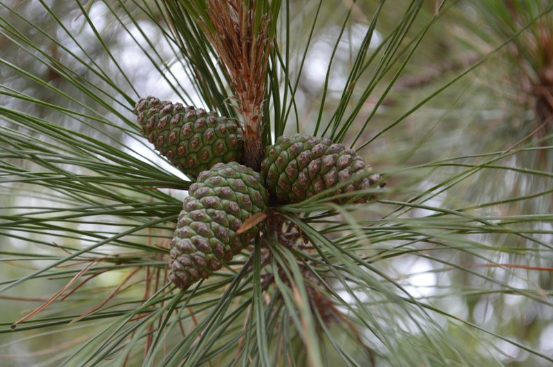Pinus teocote photo 4