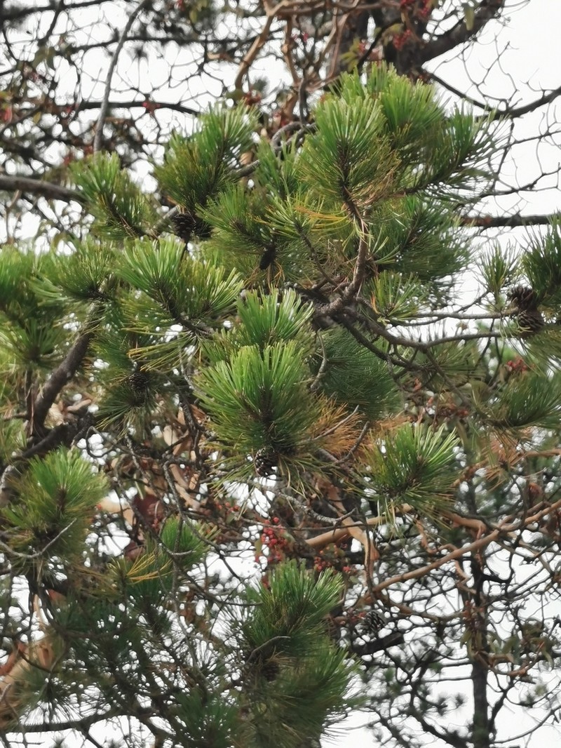 Pinus teocote photo 5