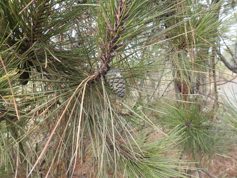 Pinus teocote photo 6
