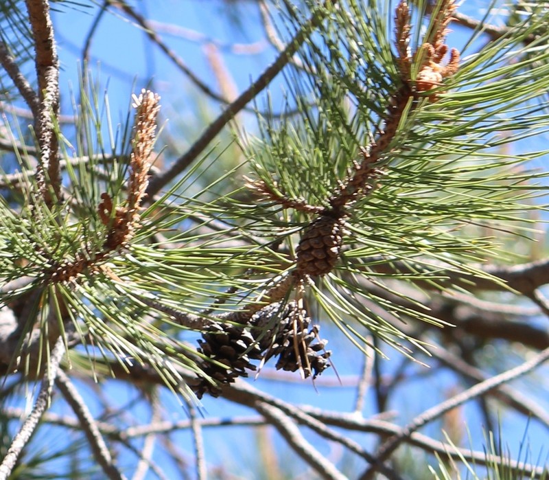 Pinus teocote photo 7