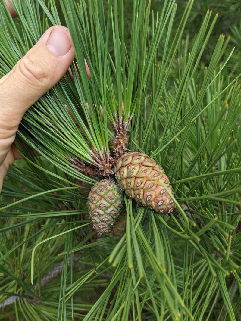 Japanese Black Pine photo 4