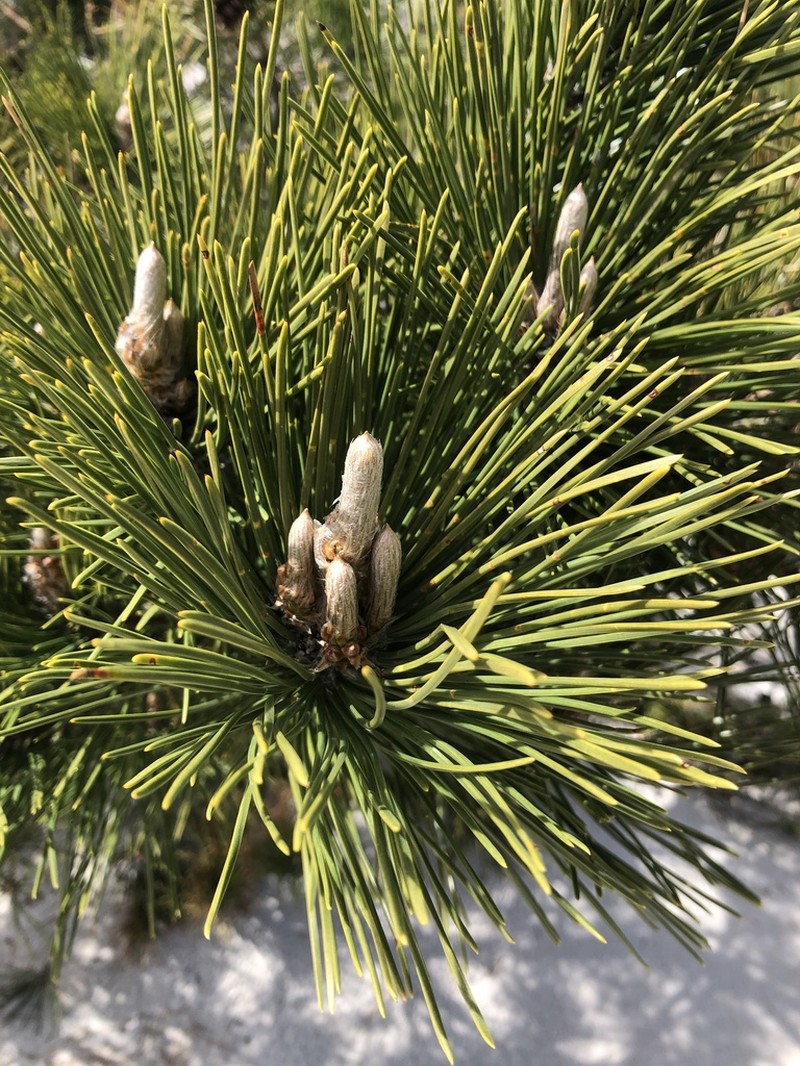 Japanese Black Pine photo 5