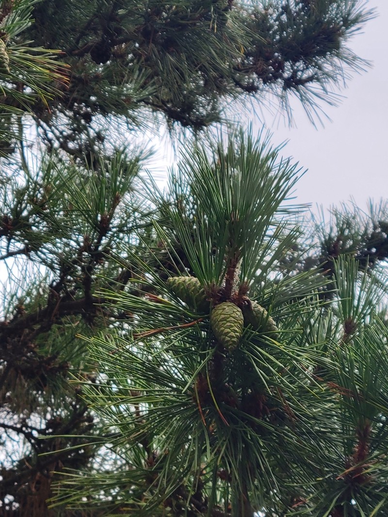 Japanese Black Pine photo 6
