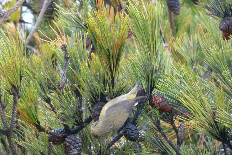 Japanese Black Pine photo 7
