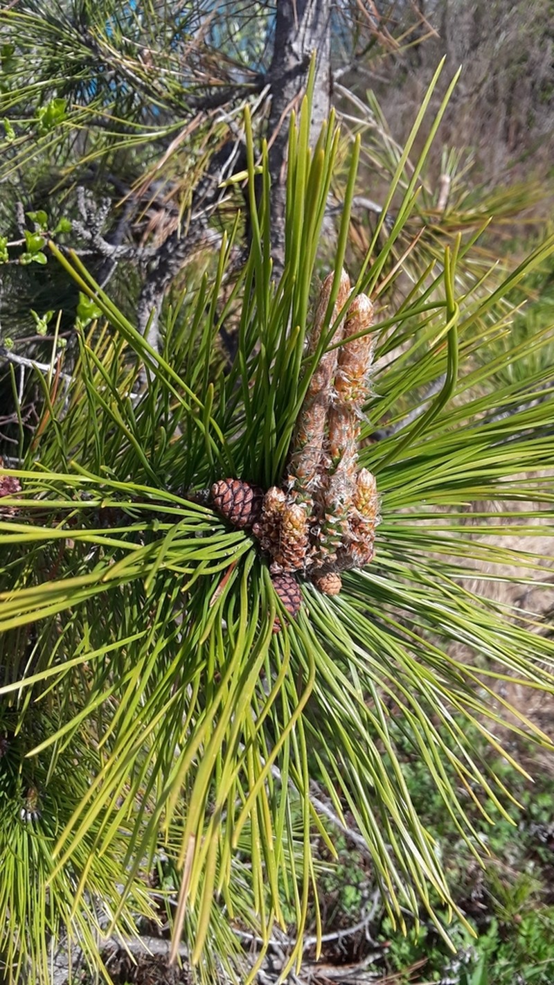 Japanese Black Pine photo 8