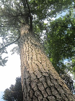 Japanese Black Pine