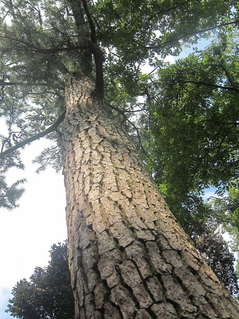 Japanese Black Pine photo 2
