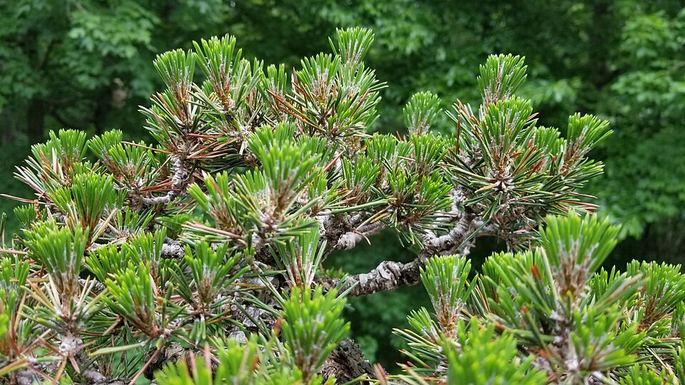 Japanese Black Pine photo 3