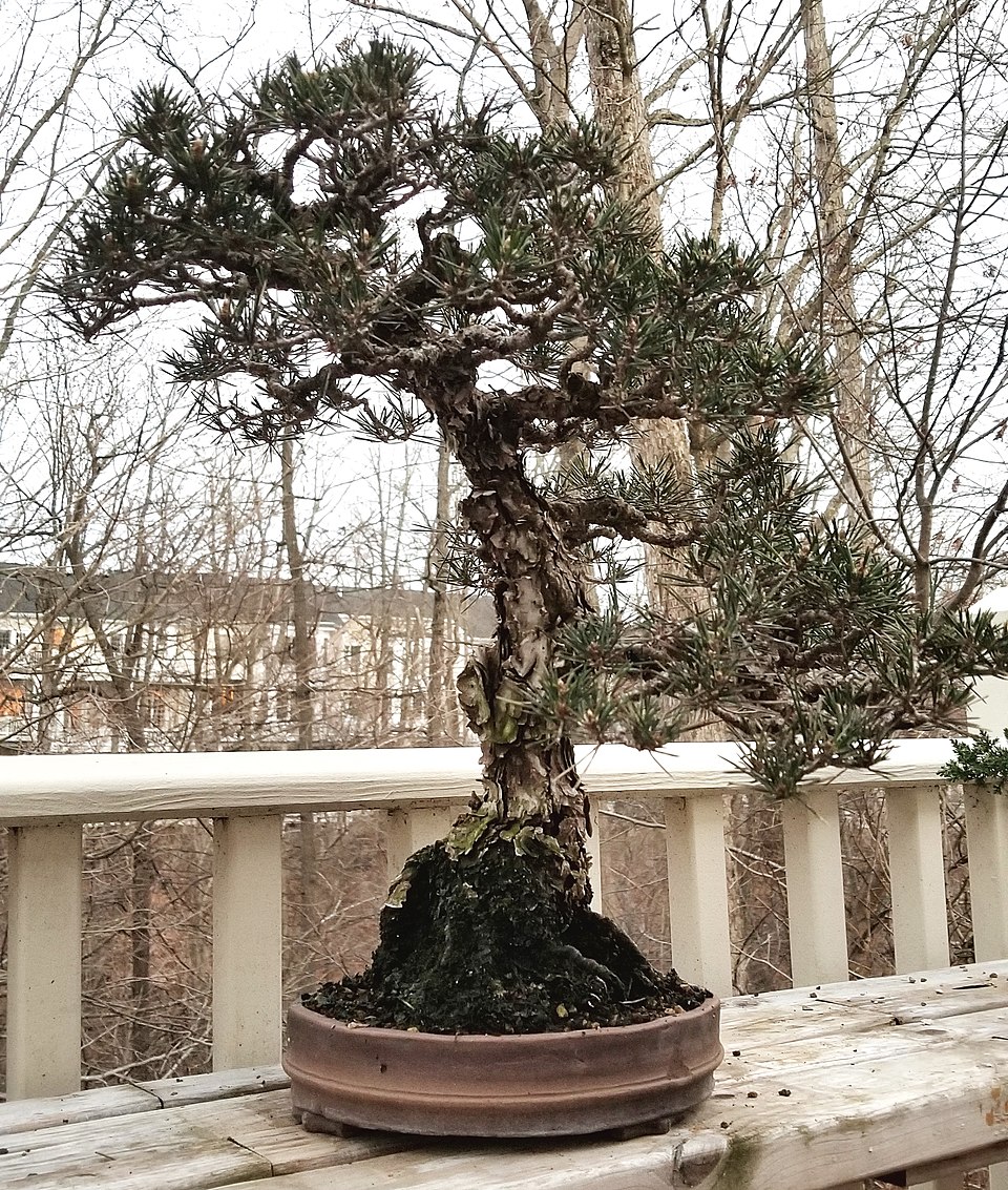 Japanese Black Pine photo 4