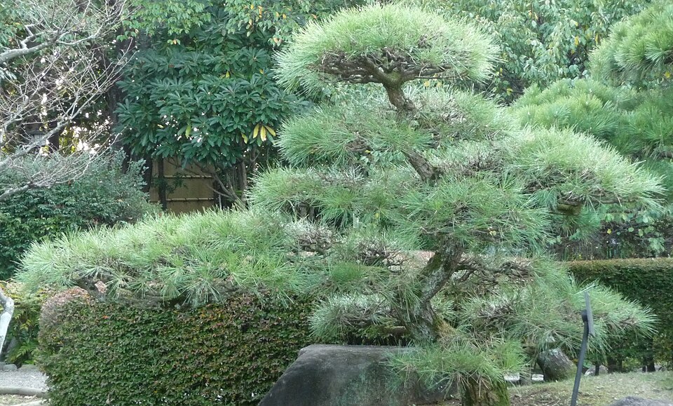 Japanese Black Pine photo 5