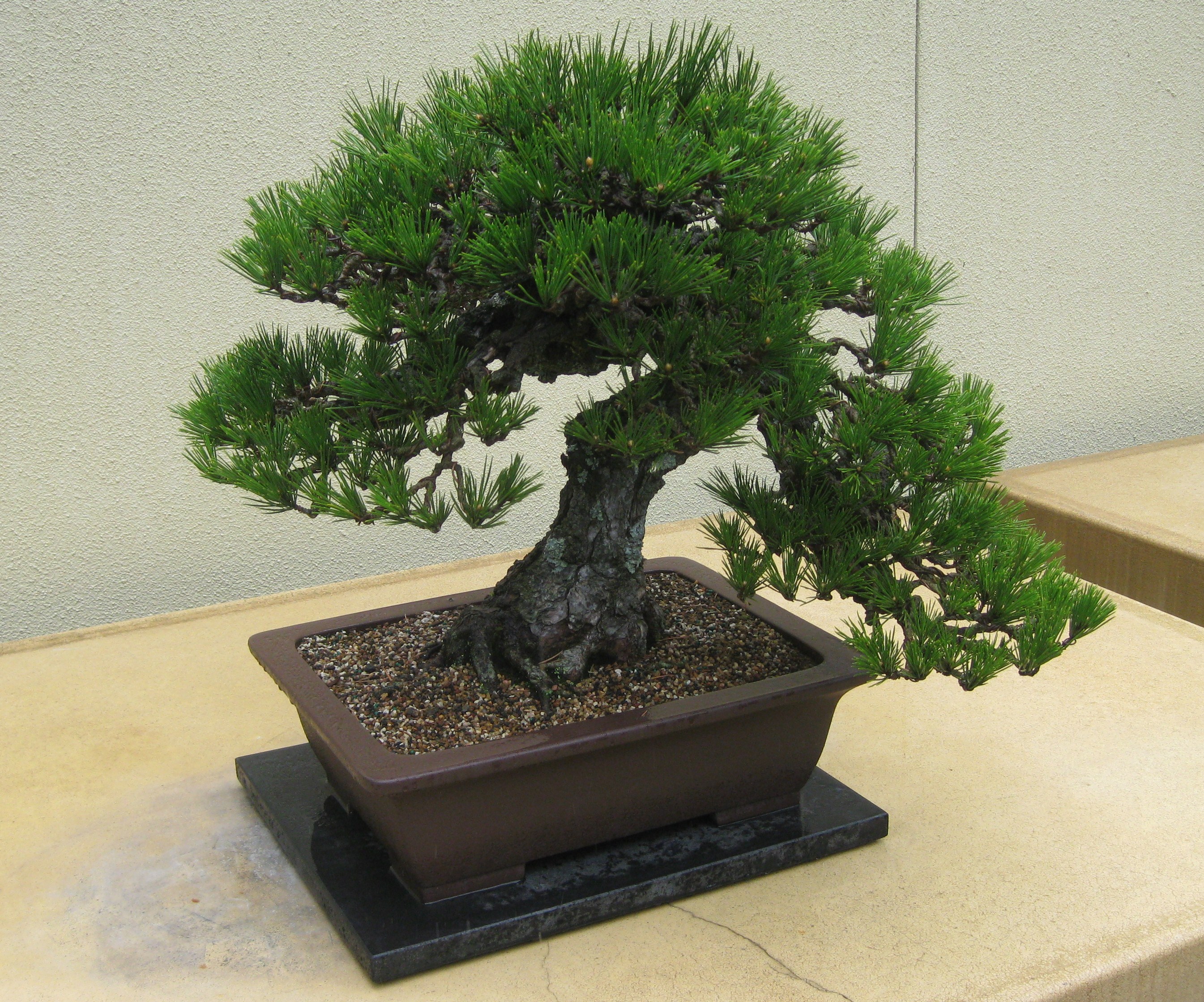 Japanese Black Pine photo 6