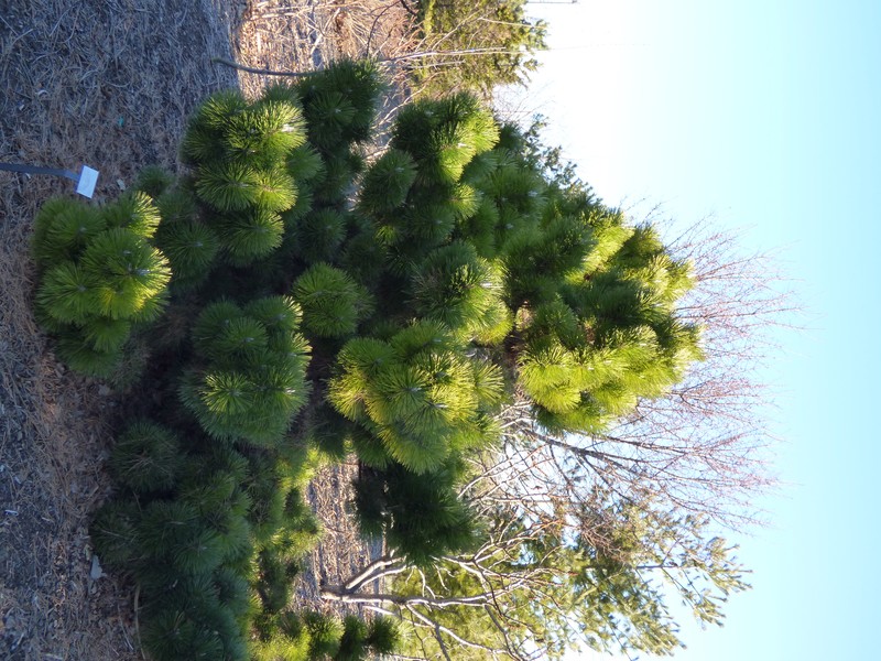Japanese Black Pine photo 7