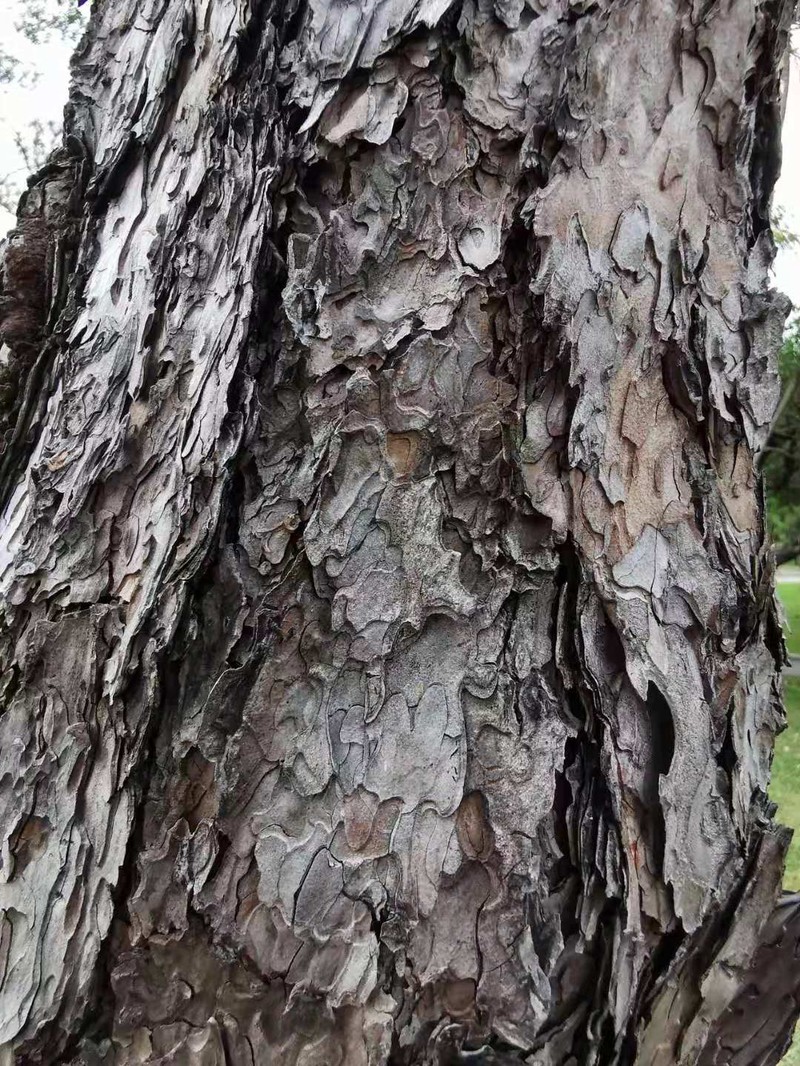 Japanese Black Pine photo 8