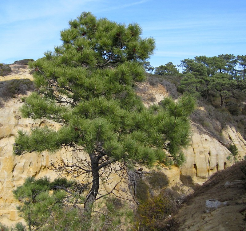 Torrey Pine photo 2