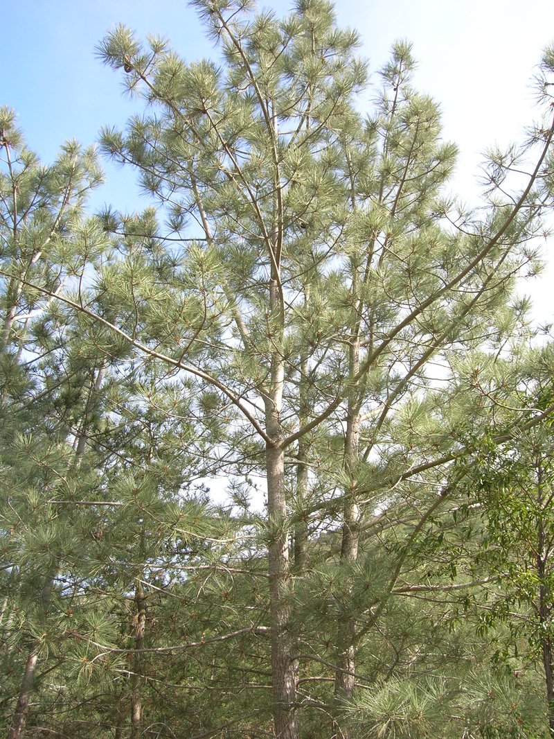 Torrey Pine photo 4