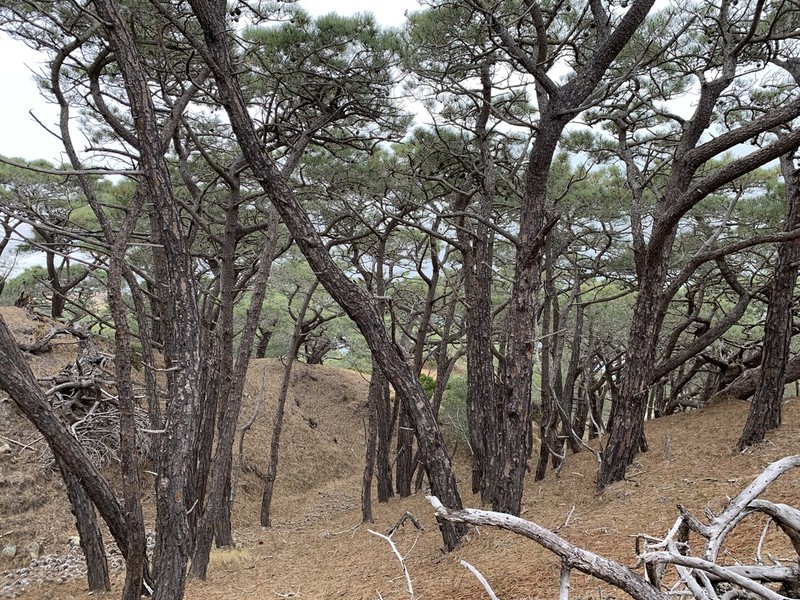 Torrey Pine photo 3