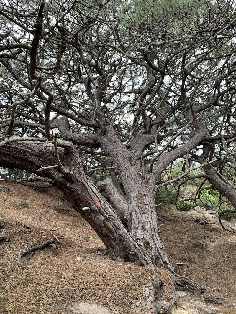 Torrey Pine photo 4